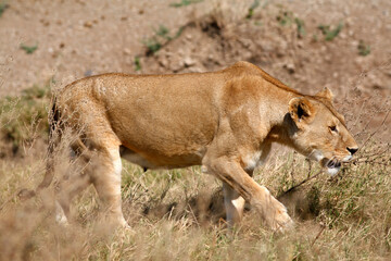 Lioness (Panthera Leo), Serengeti, Tanzania