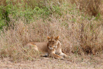 Lioness Panthera Leo, Serengeti National Park Tanzania