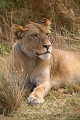 Lioness Panthera Leo, Serengeti National Park Tanzania