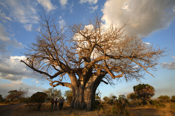 Tourists under a giant Baobab tree (Adansonia digitata), Selous Game Reserve, Tanzania