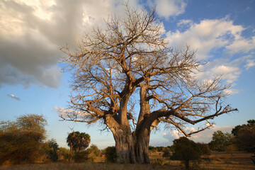 Giant Baobab tree (Adansonia digitata), Selous Game Reserve, Tanzania