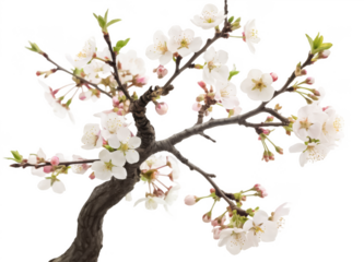 Prunus tree png flowering cherry tree png ornamental prunus species png fruit tree illustration png botanical tree diagram png transparent background