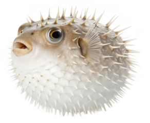 Pufferfish png inflated blowfish illustration png spiny puffer fish png tropical ocean creature png defensive marine animal png transparent background