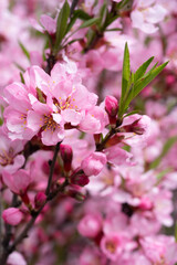 beautiful vibrant pink  flowers of almond tree at sunny day. macro natural floral seasonal background