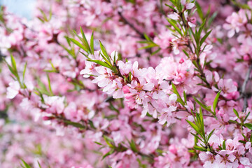 beautiful vibrant pink  flowers of almond tree at sunny day. natural floral seasonal background