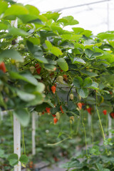 ripe strawberries in a greenhouse