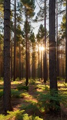Obraz premium Sunlit Pine Forest Golden Hour in a Lush Woodland