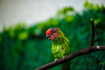 Portrait of a colourful Goldie's lorikeet in the forest