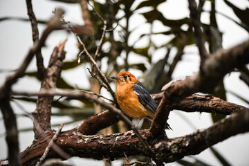 Beautiful colourful bird in the forest in winter