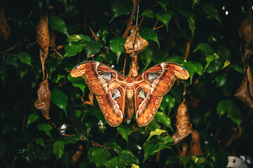 Closeup on atlas moth with large wings in the garden	 