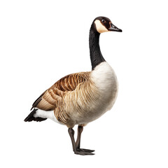 Obraz premium Goose Isolated on a White Background