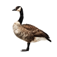 Goose Isolated on a White Background