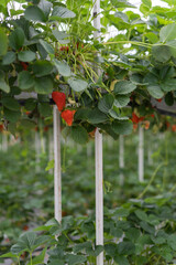 ripe strawberries in a greenhouse