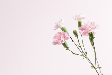 Soft pink carnation flowers in full bloom, captured in natural daylight on a minimal pastel pink background.