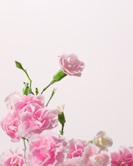 Soft pink carnation flowers in full bloom, captured in natural daylight on a minimal pastel pink background.