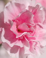 Macro photograph of a single blooming pink carnation with soft, ruffled petals glistening with tiny...