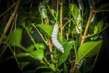 Caterpillar crawling in the garden
