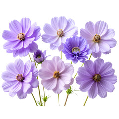 Fototapeta premium Gentle Purple Blossoms with Lush Green Stems, Isolated on Transparent Background”