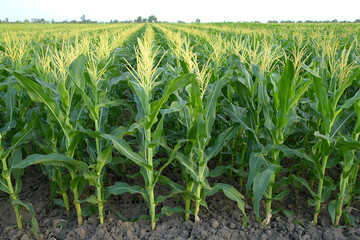 Naklejka premium Low-angle photo of corn plants growing in field at sunset light and shallow depth of field
