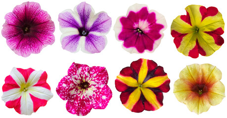 Collection of petunia flowers isolated on transparent background for florist and garden design and...