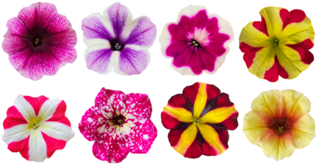 Collection of petunia flowers isolated on transparent background for florist and garden design and background