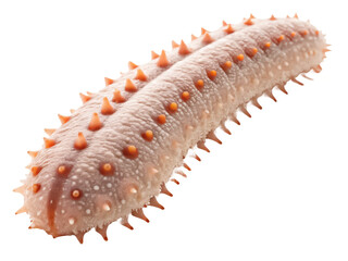 Sea cucumber png marine sea cucumber png ocean invertebrate png underwater animal png aquatic wildlife png transparent background