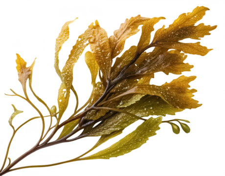 Seaweed png fresh seaweed png edible seaweed png marine plant png ocean algae png transparent background