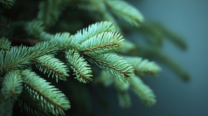 Close-up of a green pine tree branch with sharp needles against a smooth blue background.