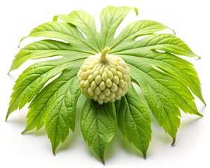 american mayapple isolated on white background