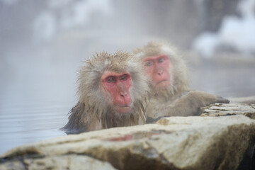 250120地獄谷野猿公苑