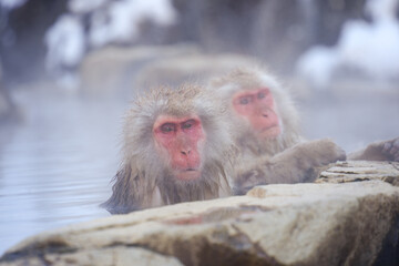 Obraz premium 250120地獄谷野猿公苑