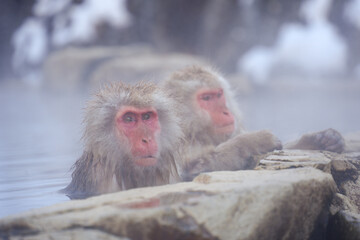 Obraz premium 250120地獄谷野猿公苑