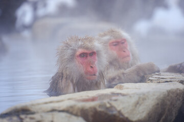 Obraz premium 250120地獄谷野猿公苑