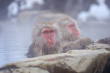 Naklejka premium 250120地獄谷野猿公苑