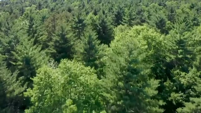 Aerial view of lush green forest with various tree types  