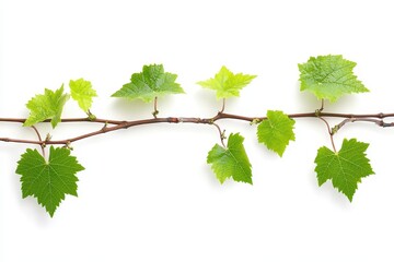 Grape vine with green leaves isolated on white background