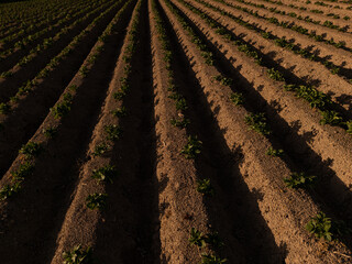Aerial View of Agricultural Field at Sunset – Neatly Aligned Crop Rows in Golden Light  potatoe field