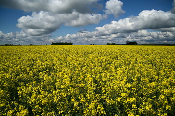 yellow rapeseed field and cloudy sky