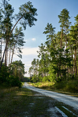 gravel road in dense, leafy forest in summer