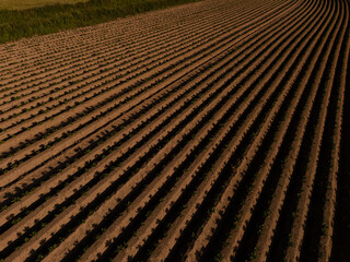 Aerial View of Agricultural Field at Sunset – Neatly Aligned Crop Rows in Golden Light  potatoe field
