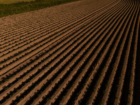 Aerial View of Agricultural Field at Sunset &ndash; Neatly Aligned Crop Rows in Golden Light  potatoe field