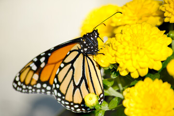 Ventral view of orange and black female monarch butterfly, Danaus plexippus, feeding on nectar from  yellow marigolds