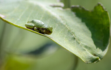 Gray tree frog, Dryophytes versicolor, crouched on a green leaf has turned green to camouflage itself
