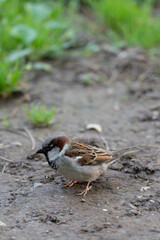 Small brown and gray bird standing on dirt path near green grass