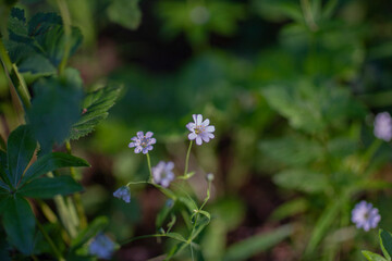 Wild flowers, beautiful nature photo, spring awakening, pollinated plants.