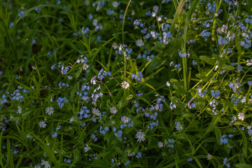 Wild flowers, beautiful nature photo, spring awakening, pollinated plants.