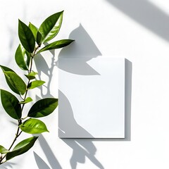 Blank white sheet of paper with plant shadows.