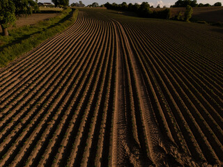 Aerial View of Agricultural Field at Sunset – Neatly Aligned Crop Rows in Golden Light  potatoe field