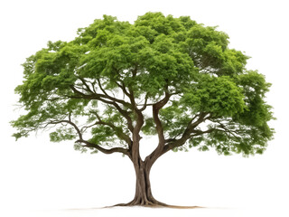 Tamarind tree png tropical tree png fruit tree png legume tree png nature tree png exotic tree png transparent background image