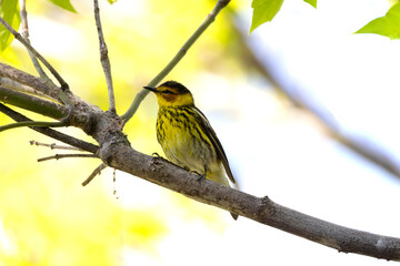 Obraz premium Cape May Warbler Setophaga tigrina perched on a branch deep in the canopy